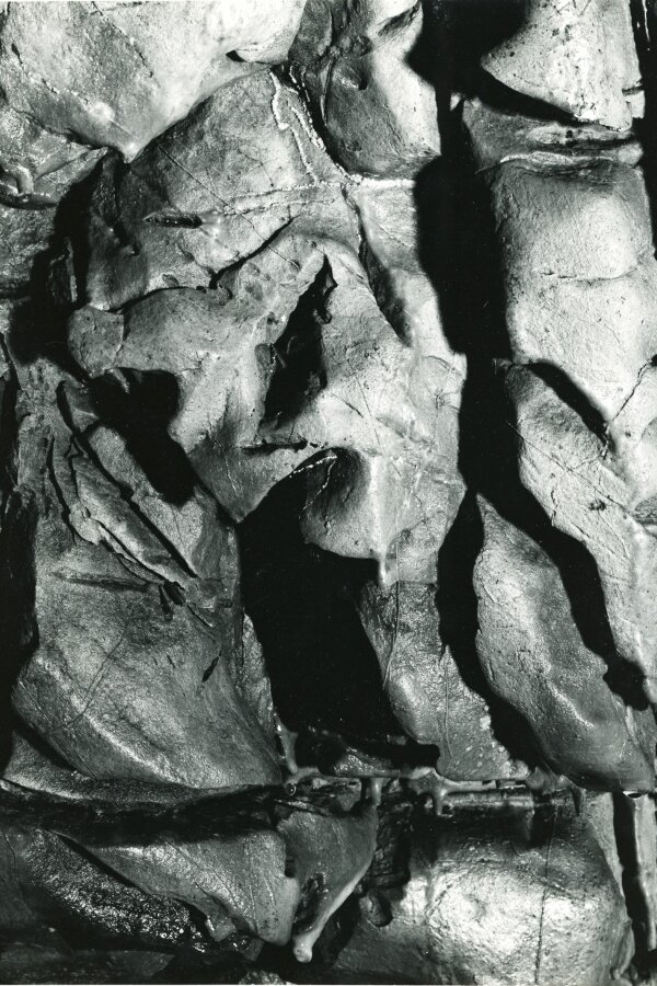 Forme insolite de la Nature, Compagne de Massy, „Creation Photographique“, 18 bis, rue Gambetta, Massy